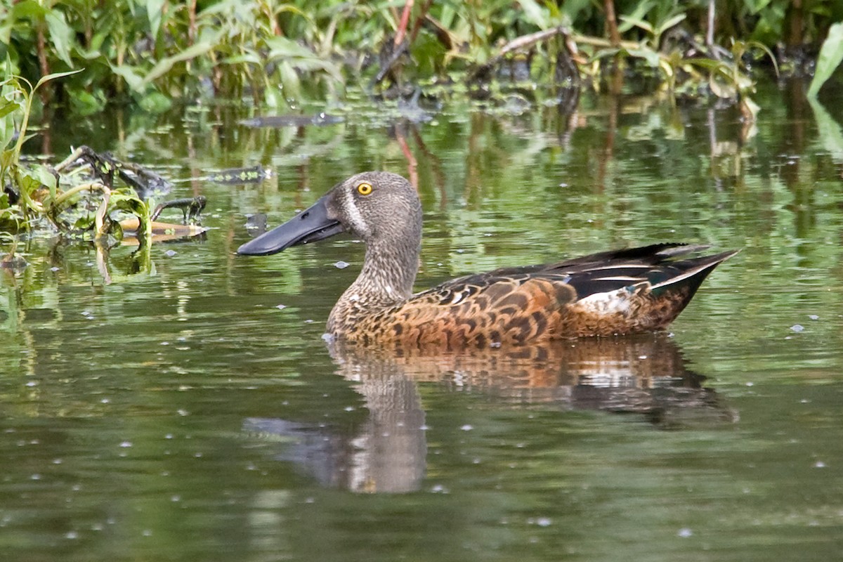 Australasian Shoveler - ML624285476