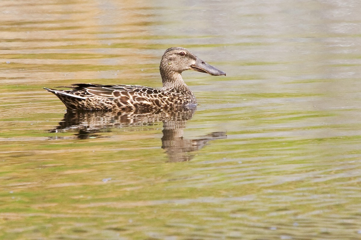 Australasian Shoveler - Ron Burgin