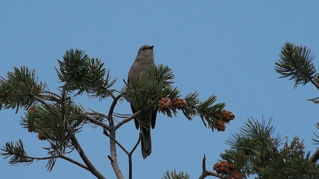 Townsend's Solitaire - ML624285478