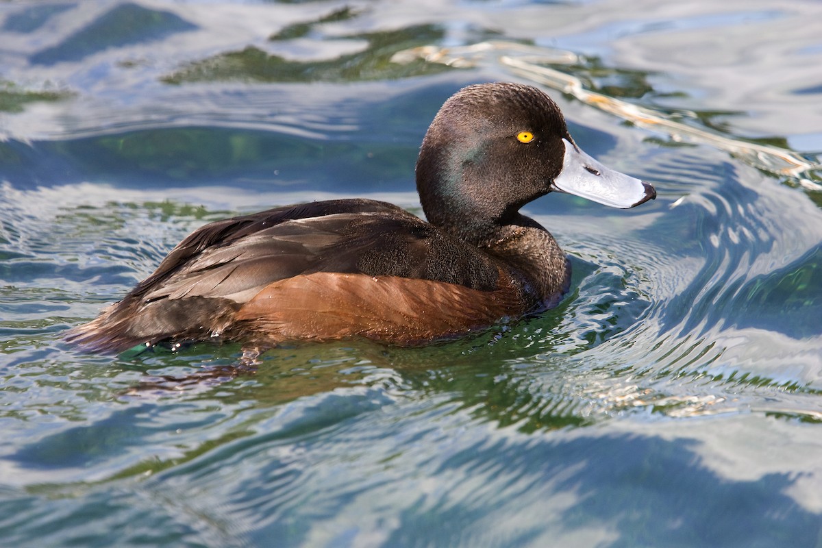 New Zealand Scaup - ML624285605