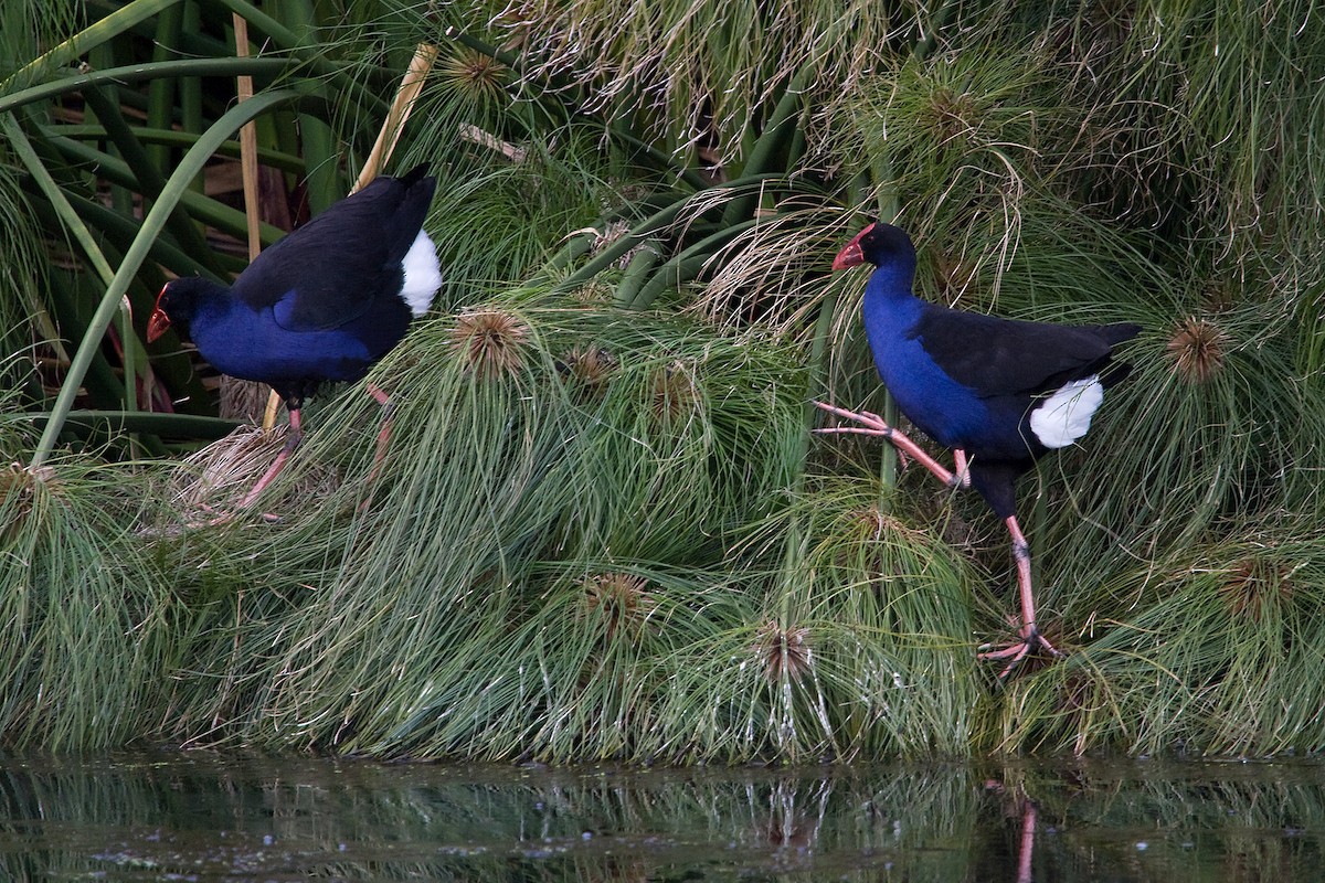 Australasian Swamphen - ML624285666