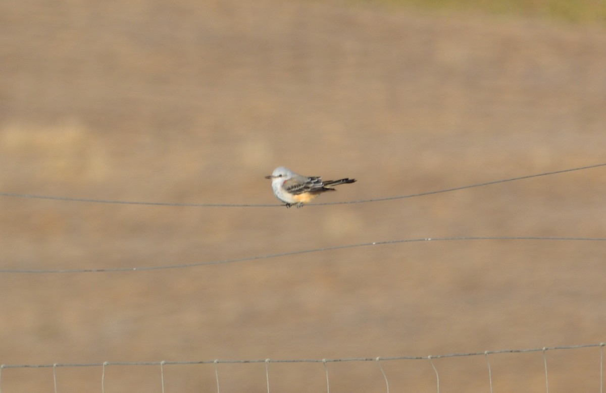Scissor-tailed Flycatcher - ML624285671