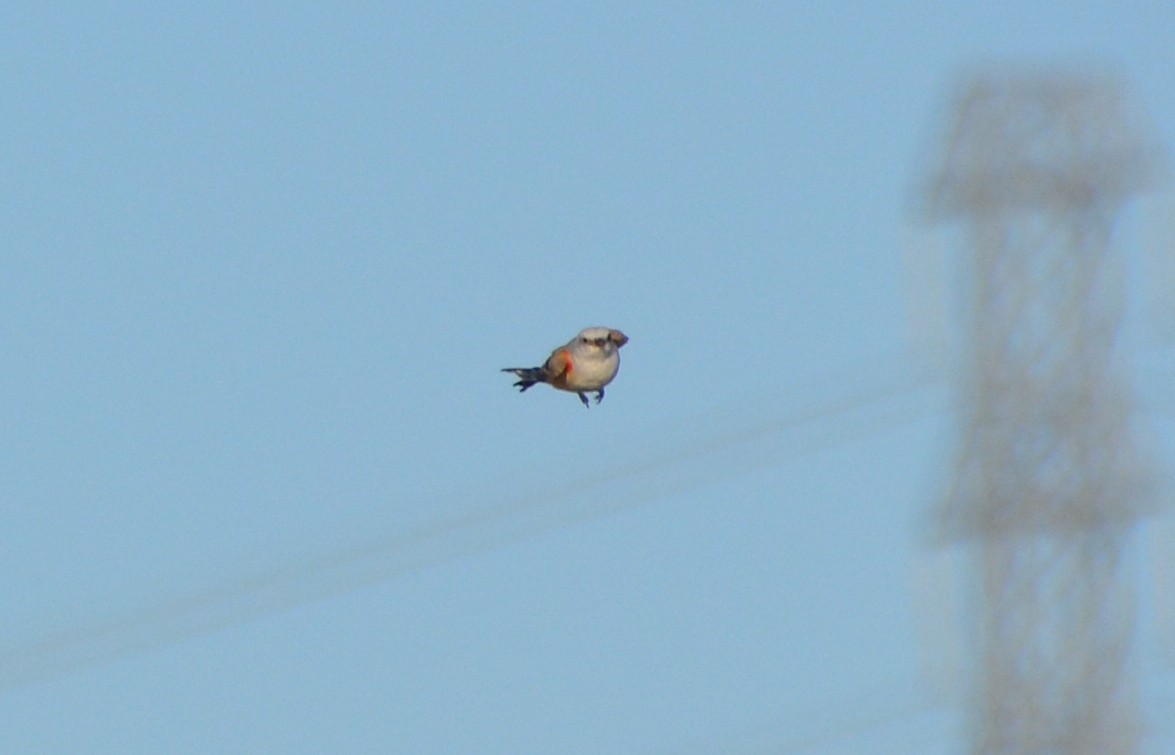 Scissor-tailed Flycatcher - ML624285707