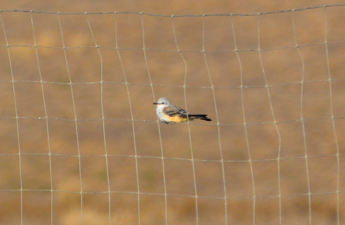 Scissor-tailed Flycatcher - ML624285714