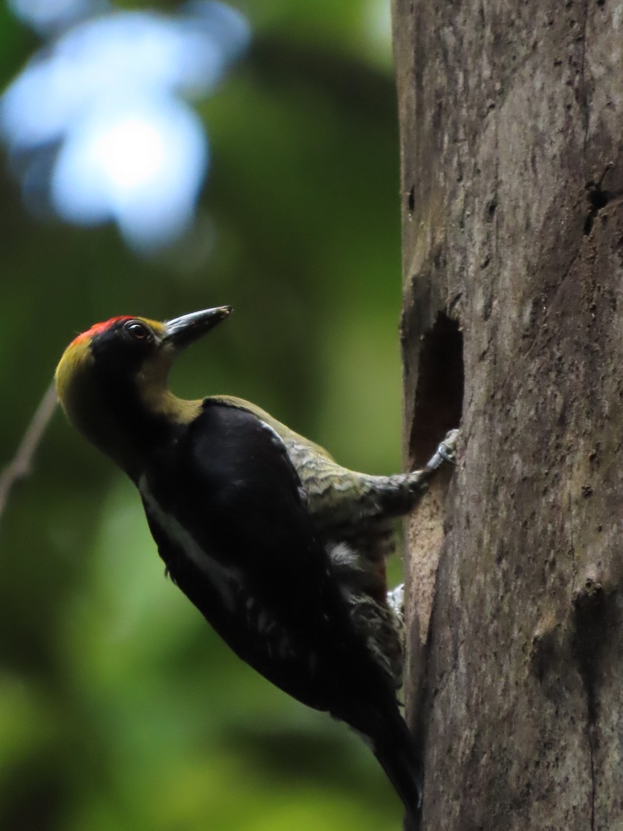 Golden-naped Woodpecker - Jesús Obando Chavarría