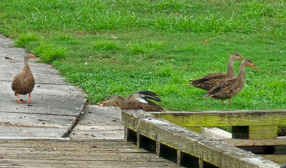 Mallard/Mottled Duck - ML624285850