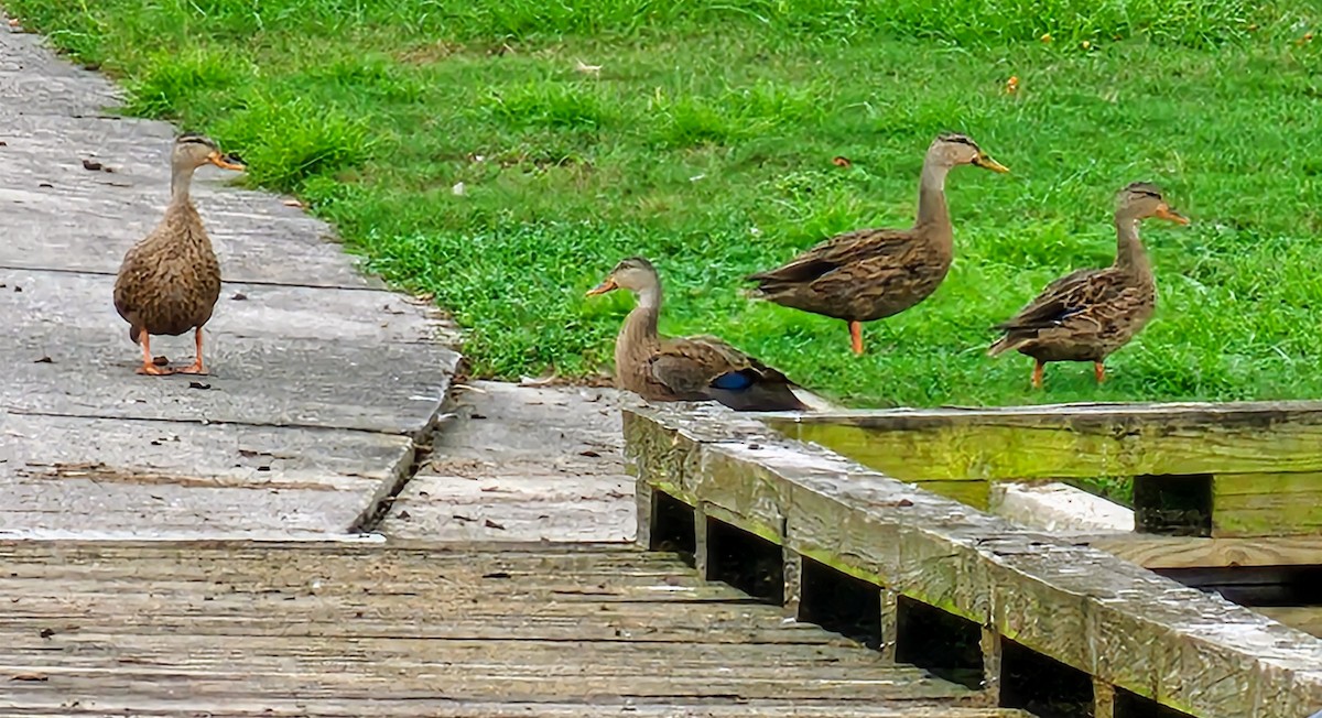 Mallard/Mottled Duck - ML624285851