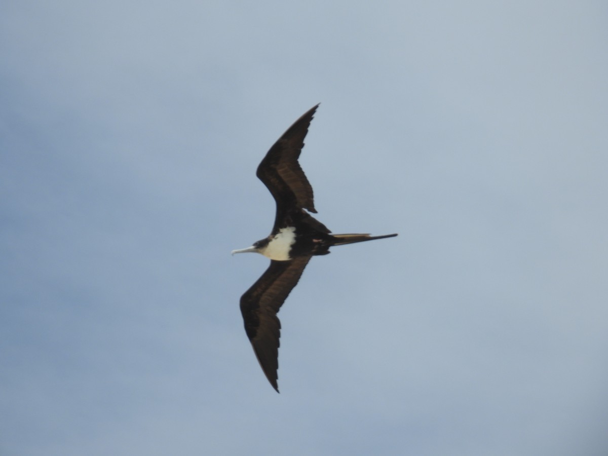 Great Frigatebird - ML624285861