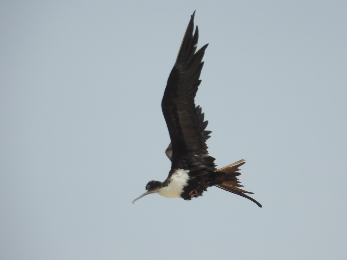 Great Frigatebird - Kerry Vickers