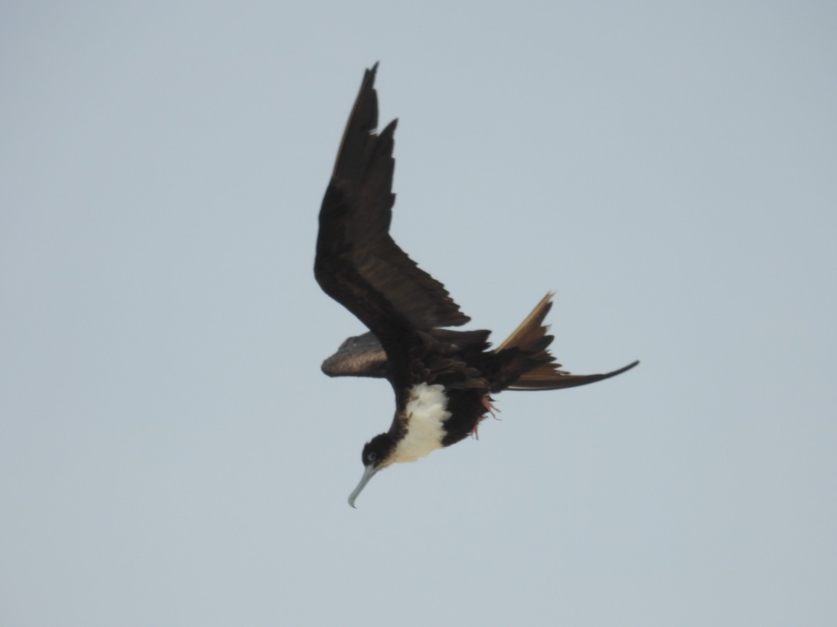 Great Frigatebird - ML624285883