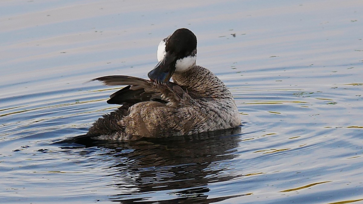 Ruddy Duck - Patricia Garcia da Rosa