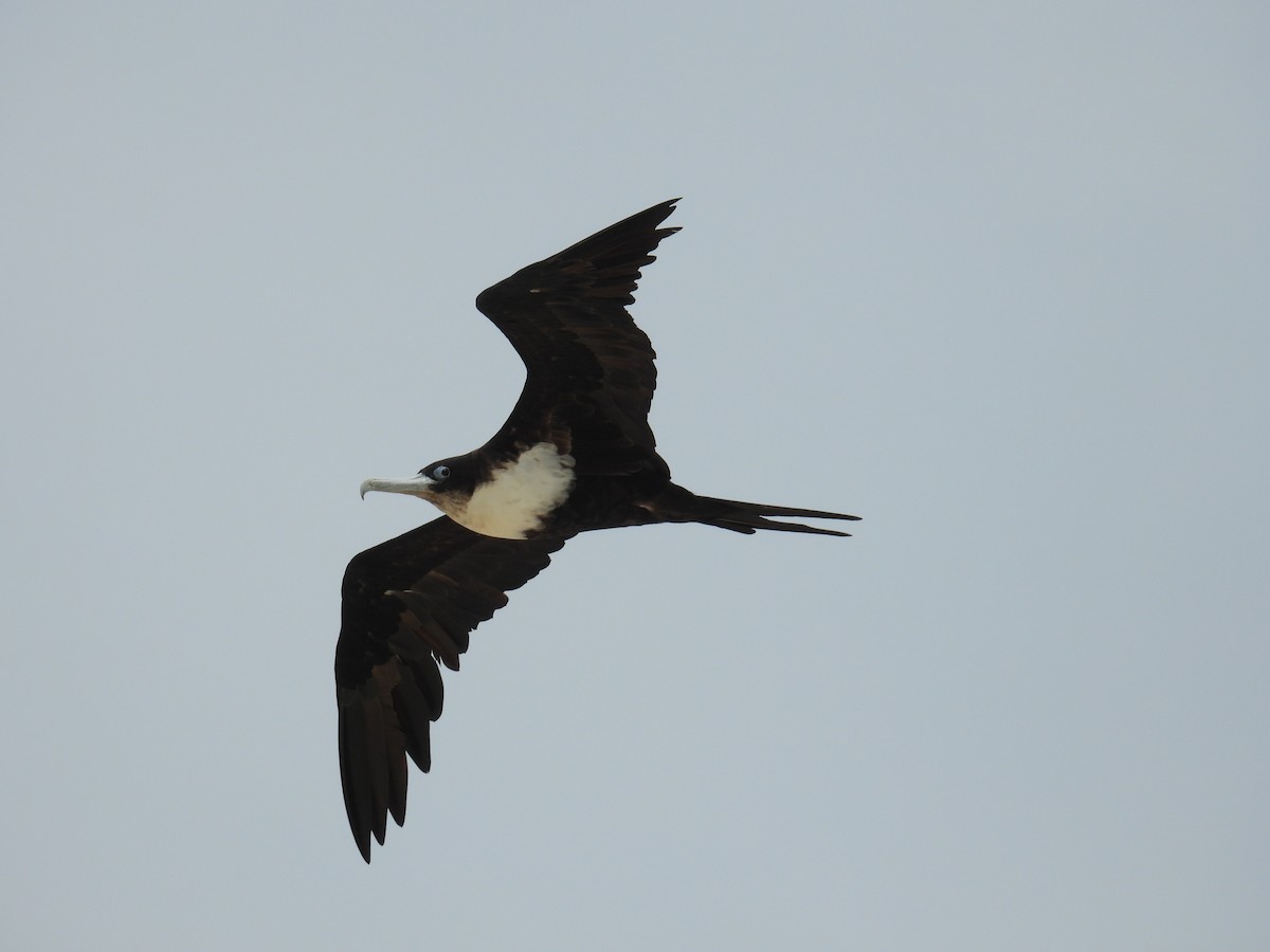 Great Frigatebird - ML624286042