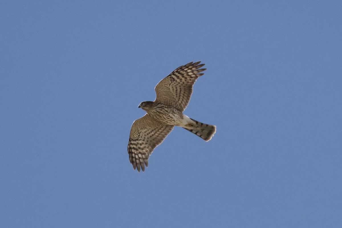 Sharp-shinned Hawk - ML624286044