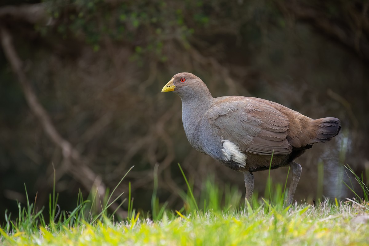 Tasmanian Nativehen - ML624286225