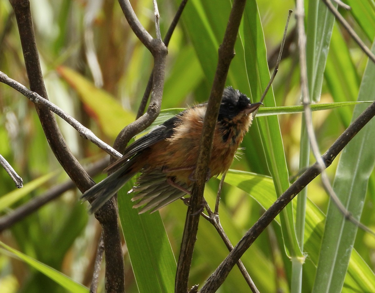 Rusty Flowerpiercer - ML624286275