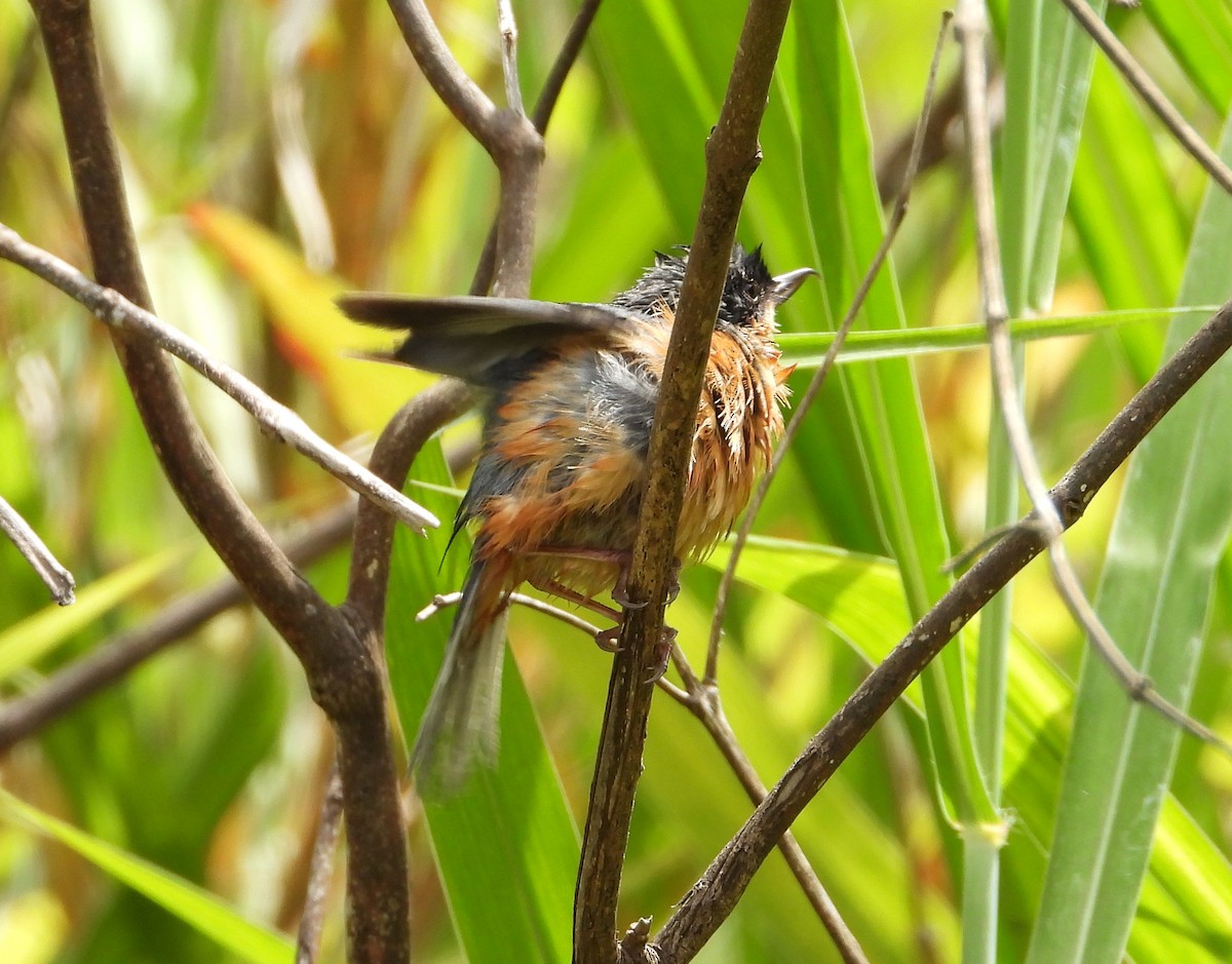 Rusty Flowerpiercer - ML624286276