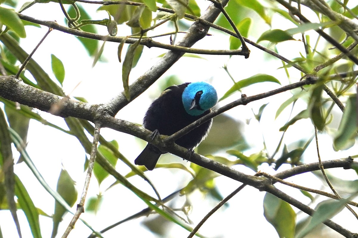 Masked Tanager - ML624286438