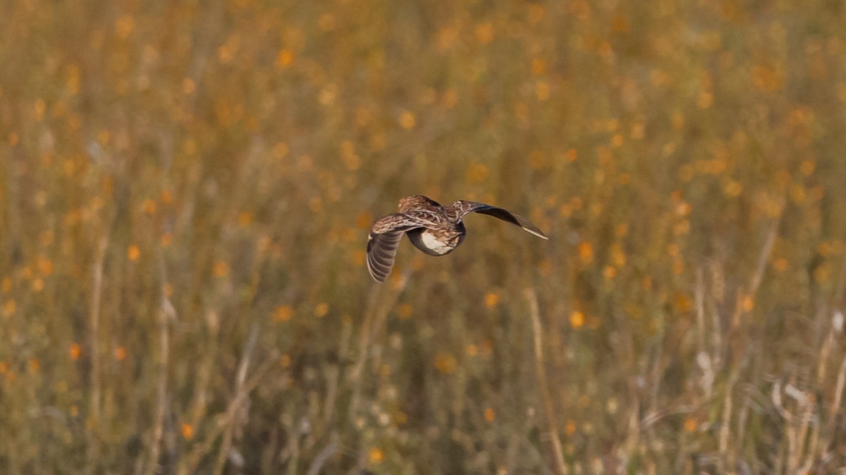 Little Buttonquail - ML624286439