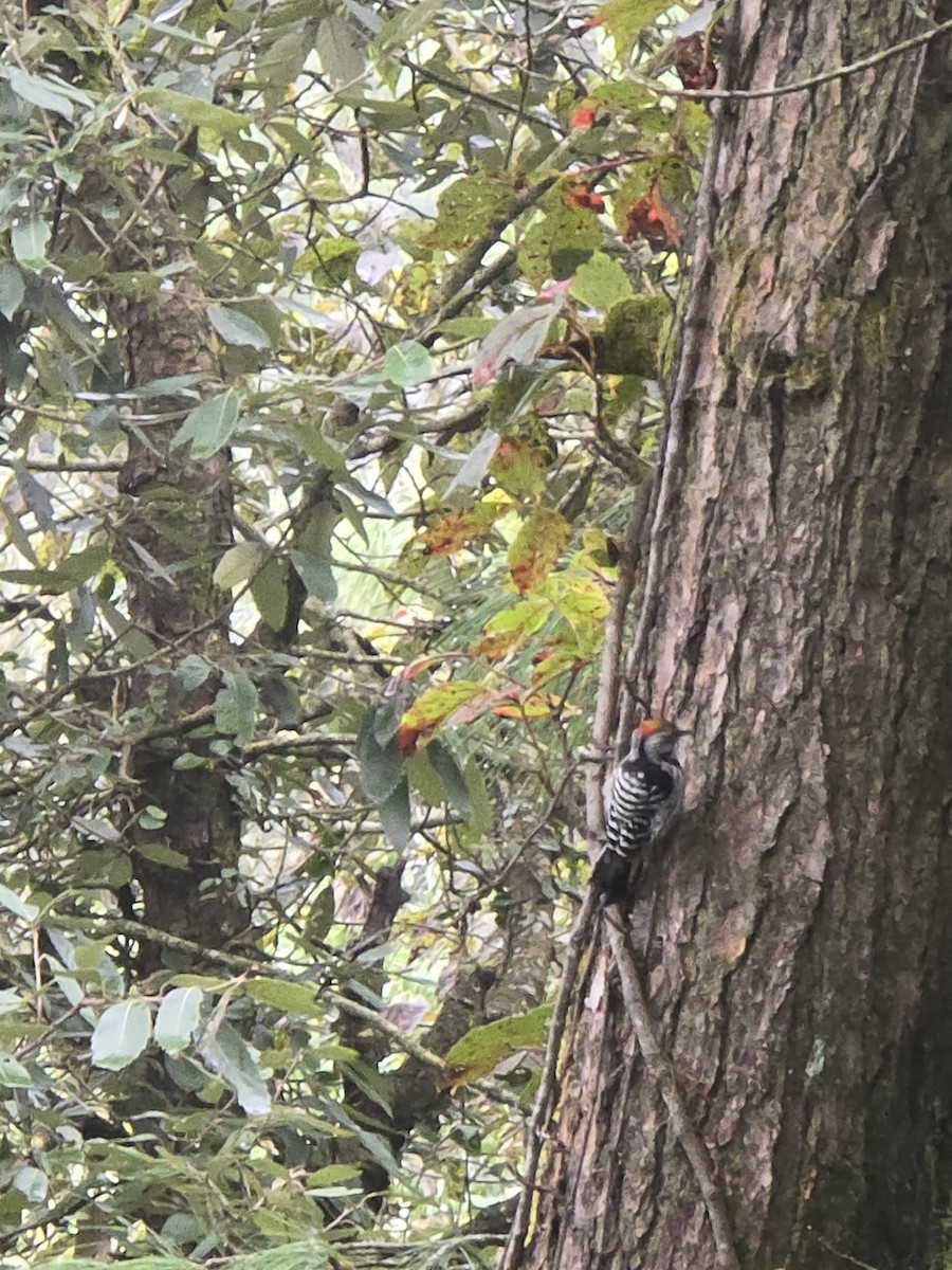 Brown-fronted Woodpecker - Shivakumar Gangal