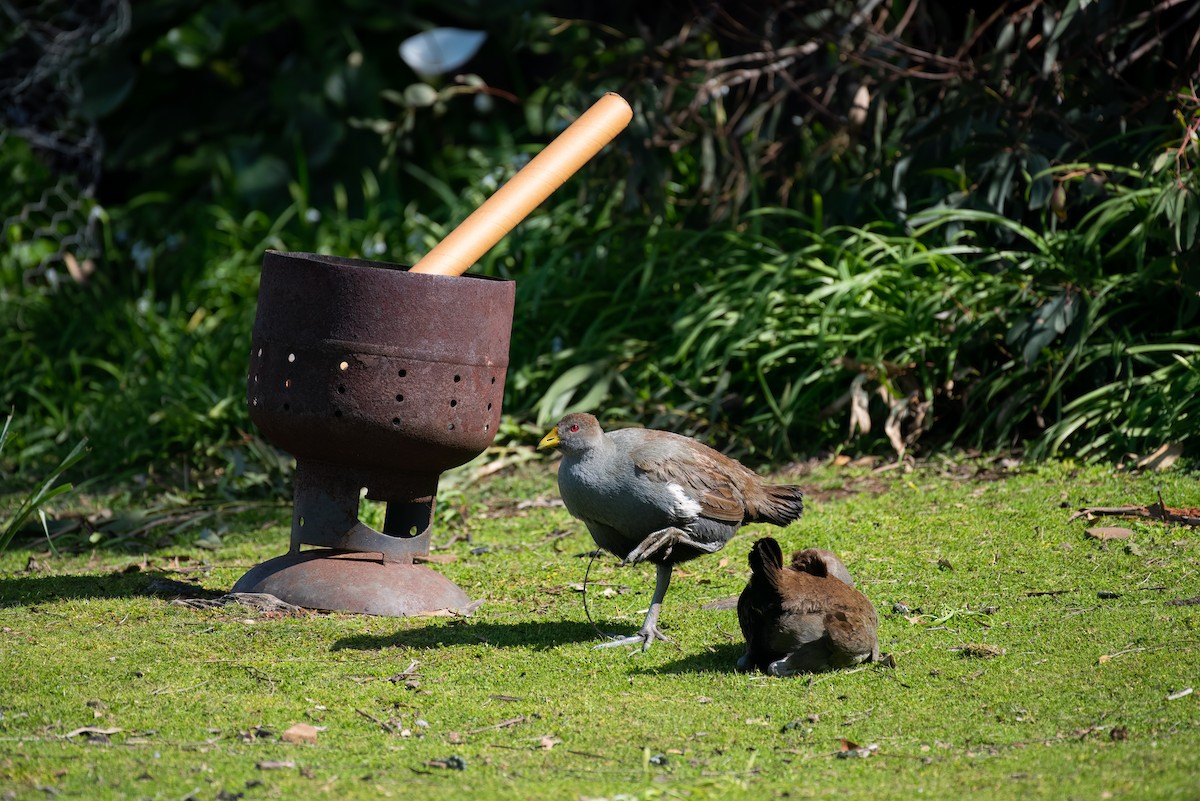 Tasmanian Nativehen - ML624286703