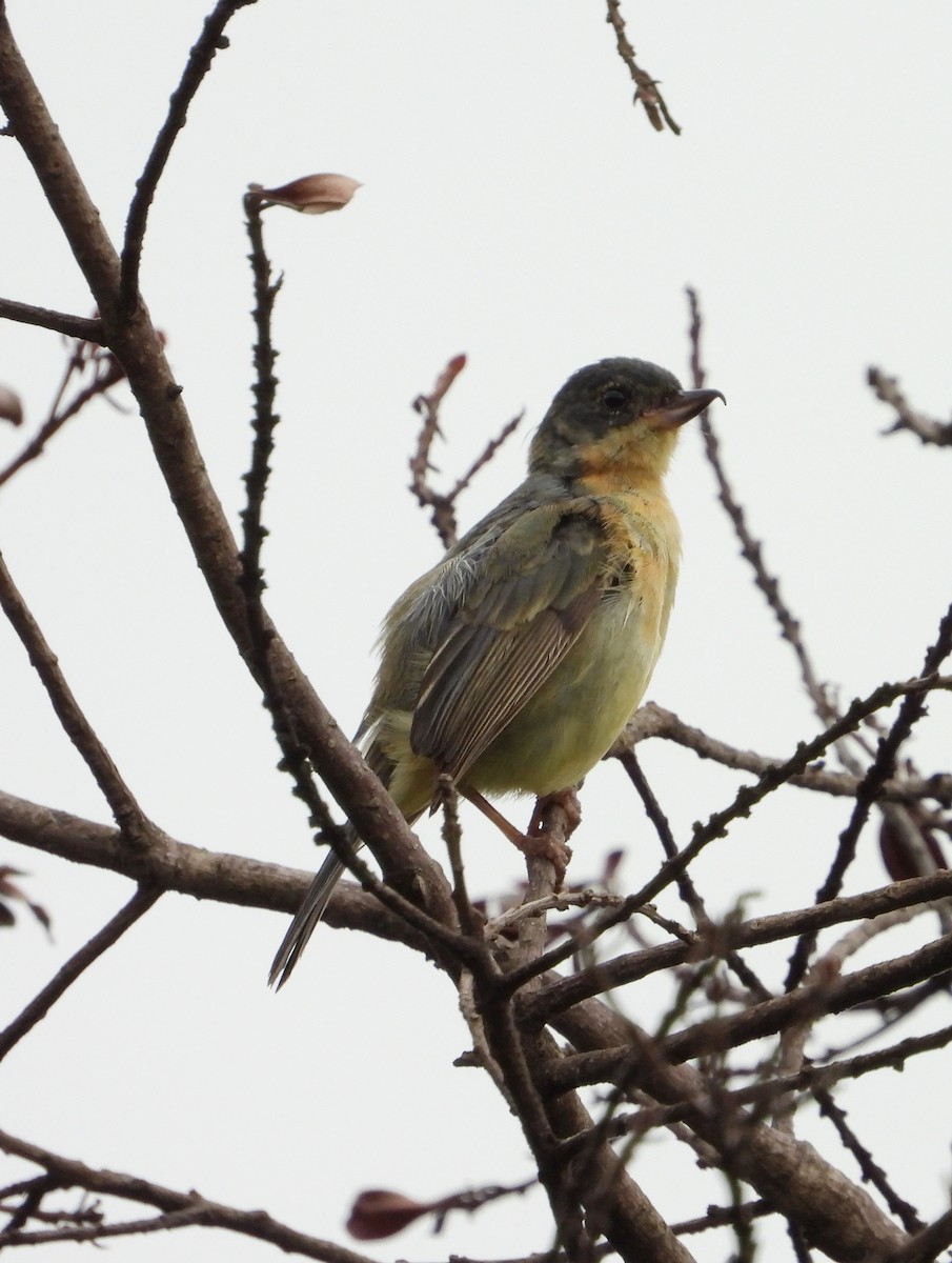 Rusty Flowerpiercer - ML624286802