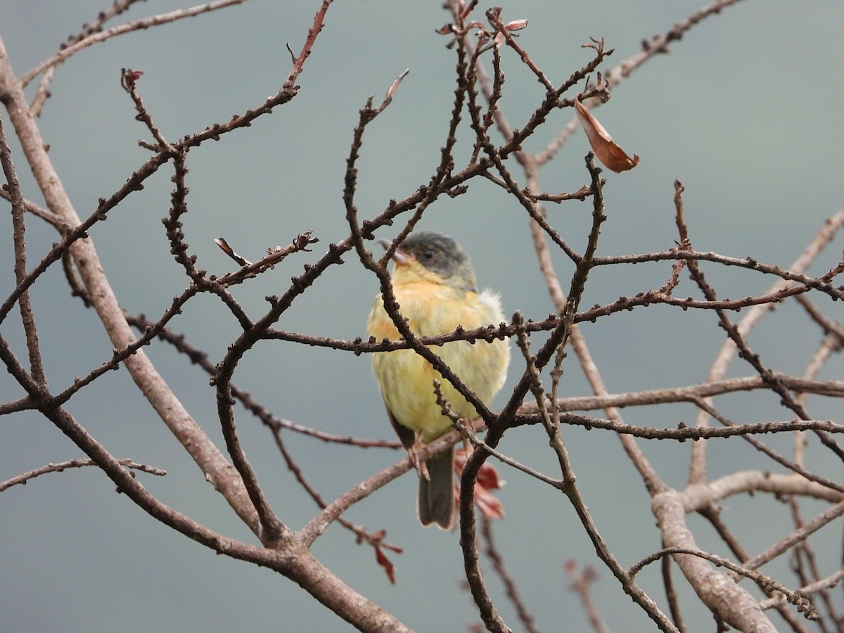 Rusty Flowerpiercer - ML624286803