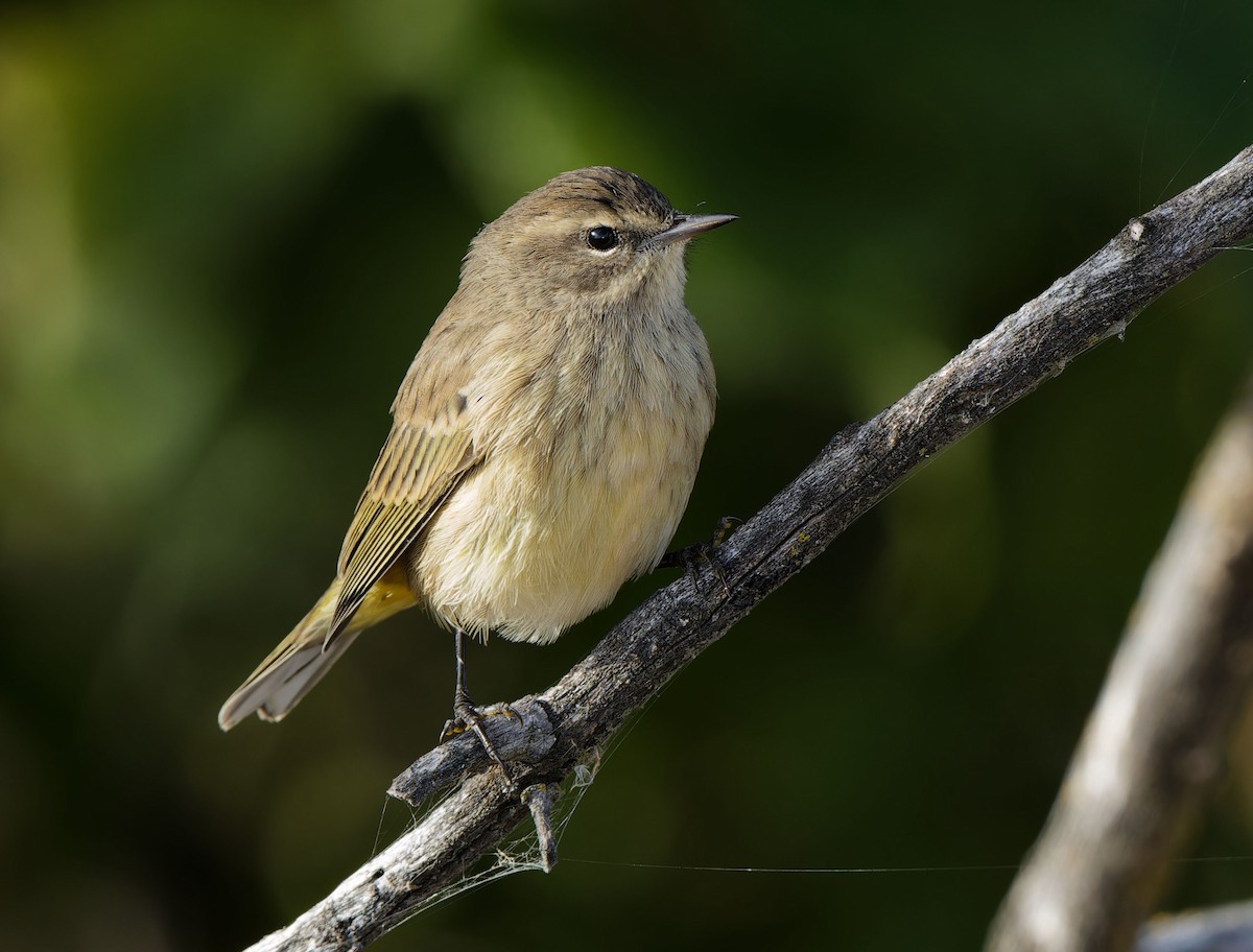 Philadelphia Vireo - ML624286809