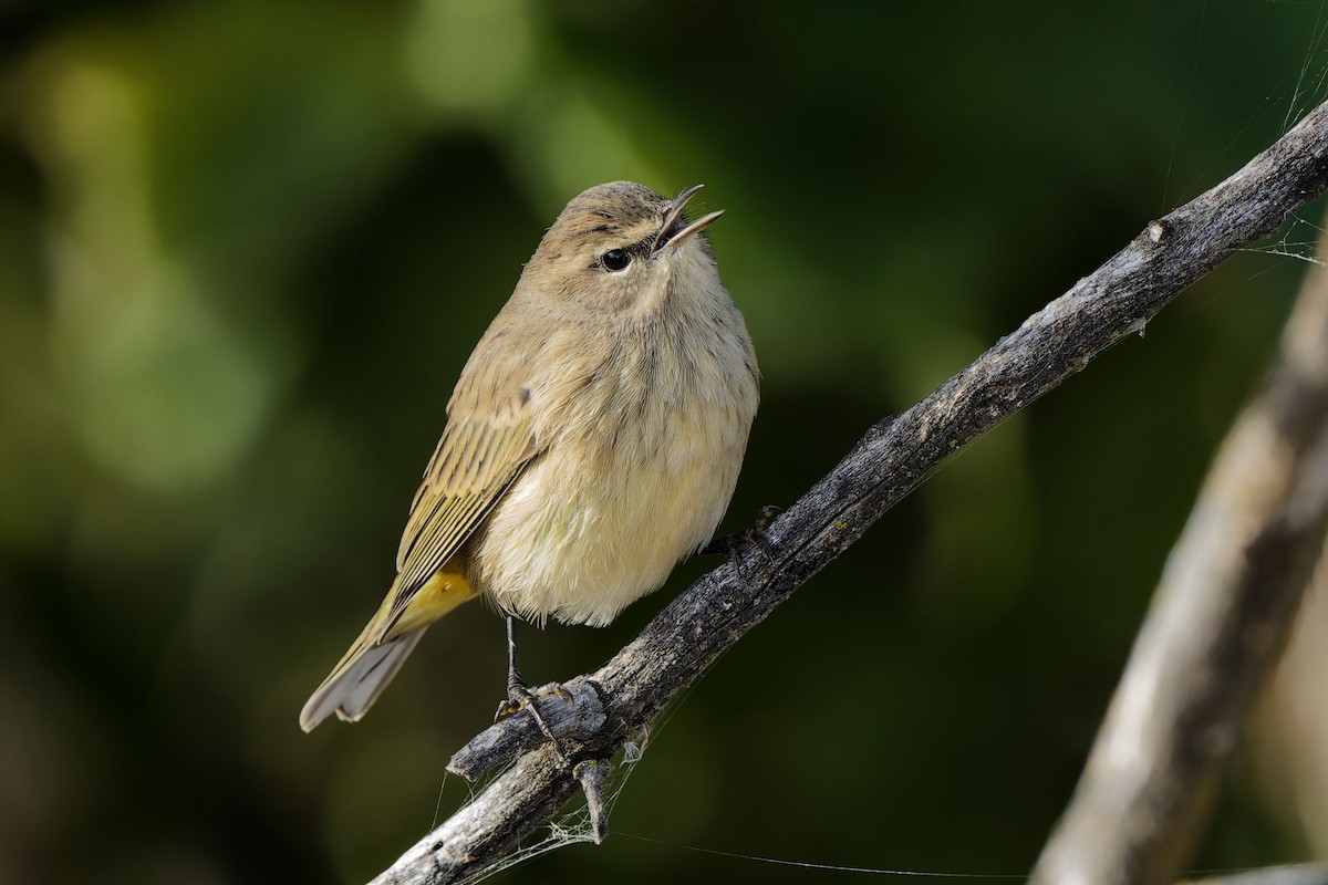 Philadelphia Vireo - ML624286816