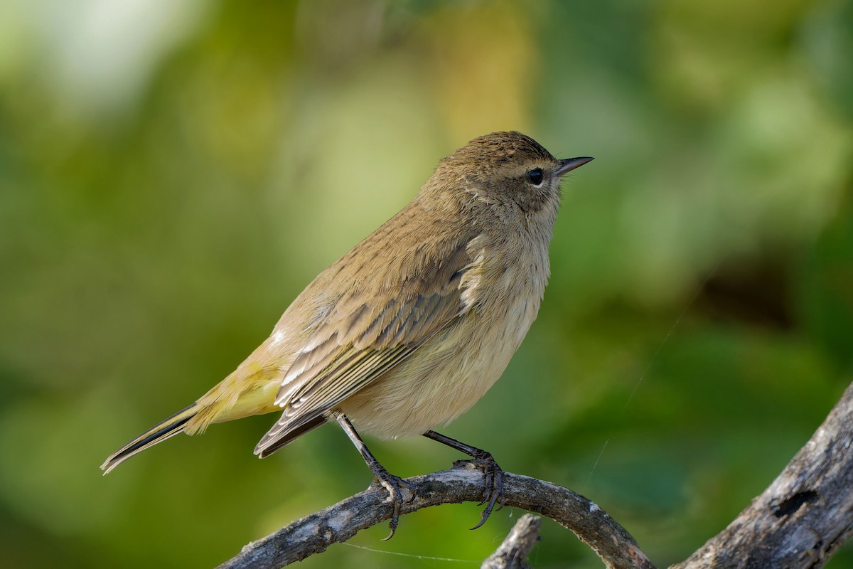 Philadelphia Vireo - ML624286819