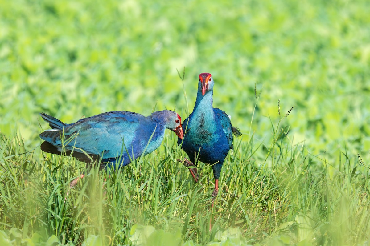 Gray-headed Swamphen - ML624287002