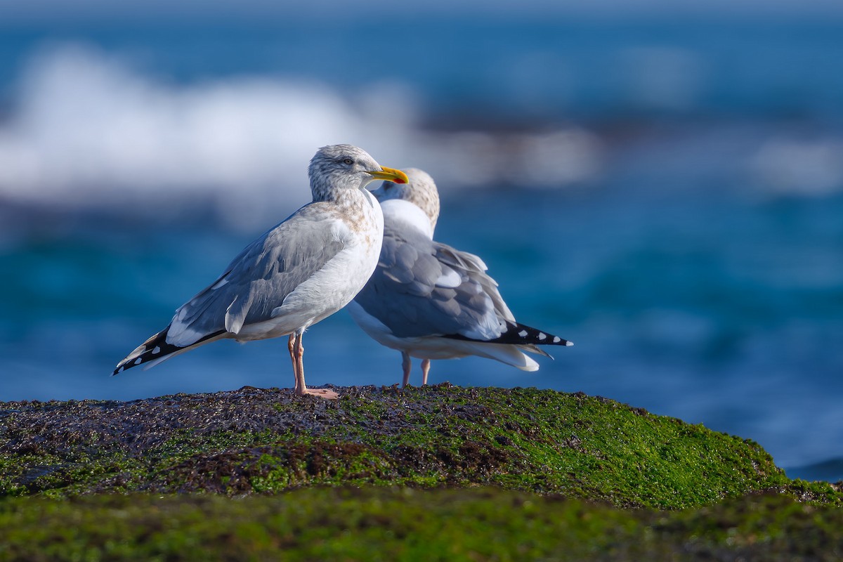 Gaviota Argéntea (vegae) - ML624287074