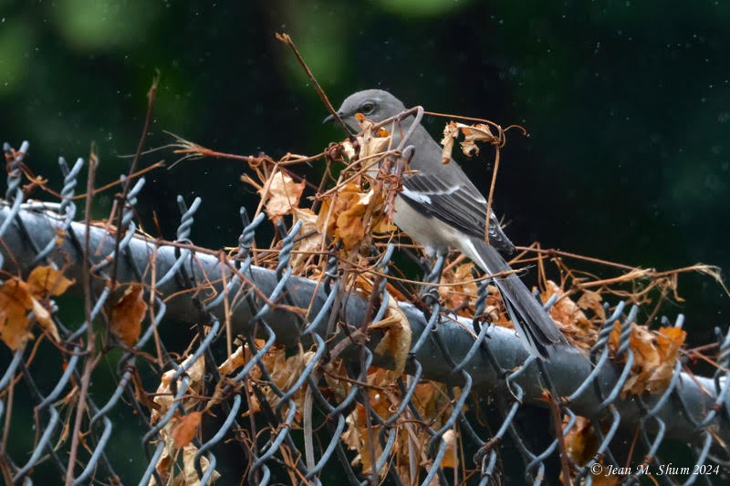 Northern Mockingbird - ML624287136