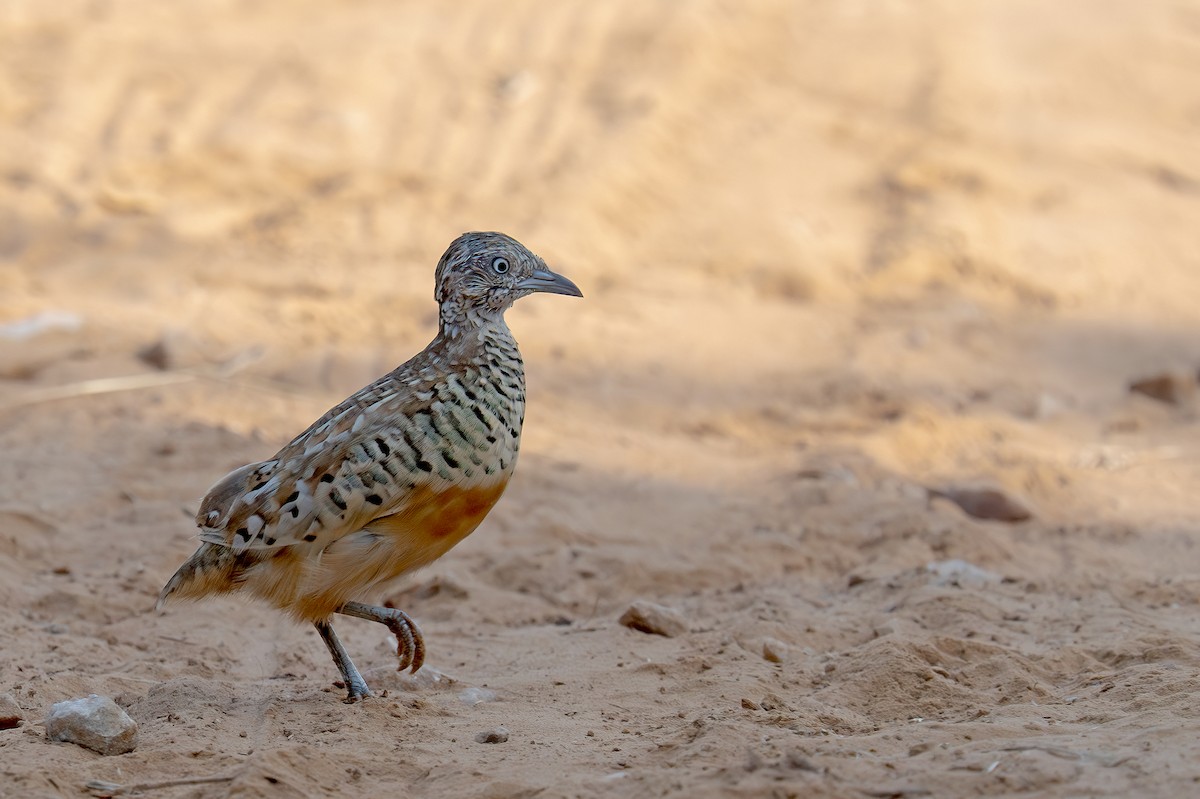 Barred Buttonquail - ML624287166