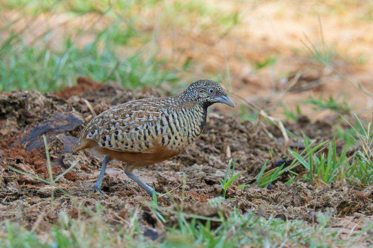 Barred Buttonquail - ML624287167