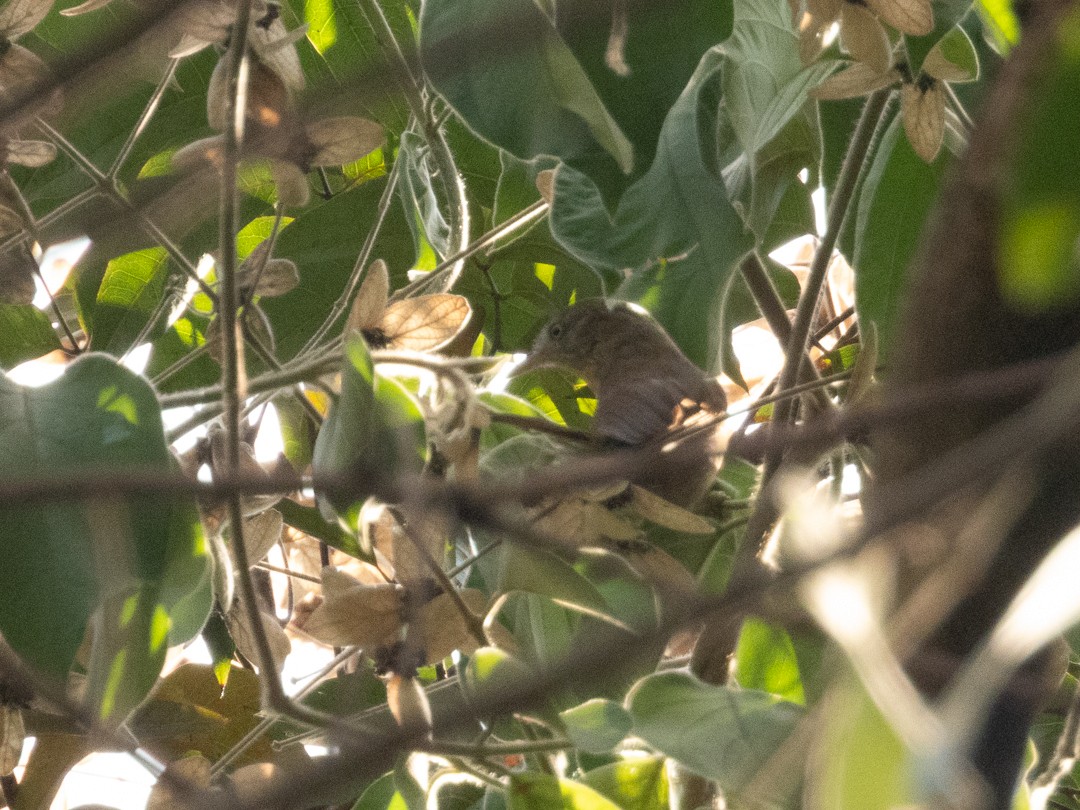 Gray-cheeked Tit-Babbler - ML624287180