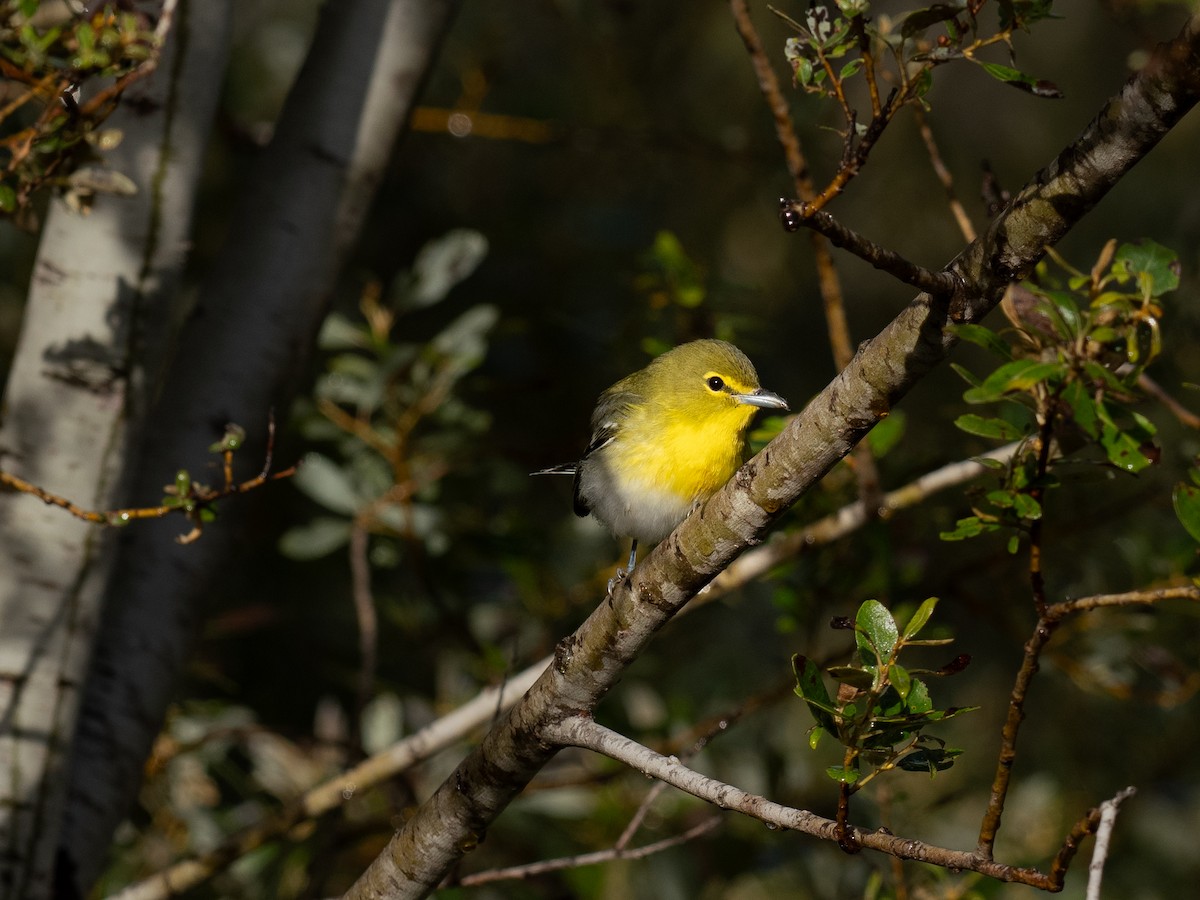 Viréo à gorge jaune - ML624287267