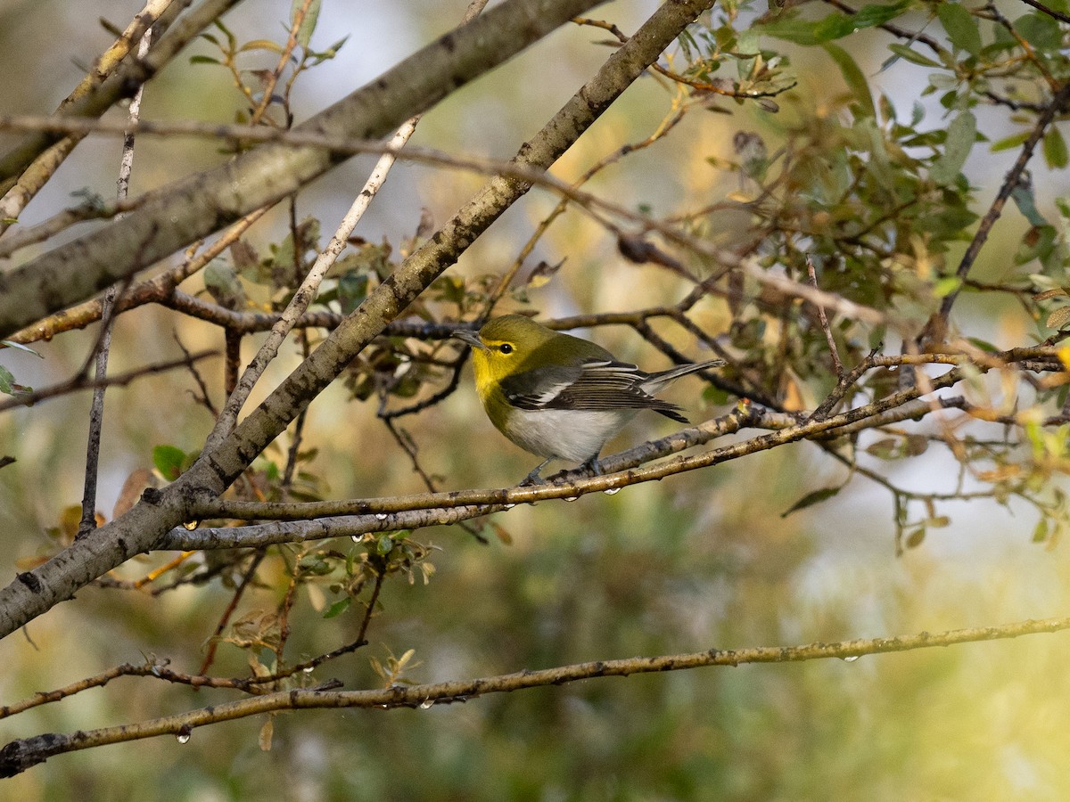Viréo à gorge jaune - ML624287269