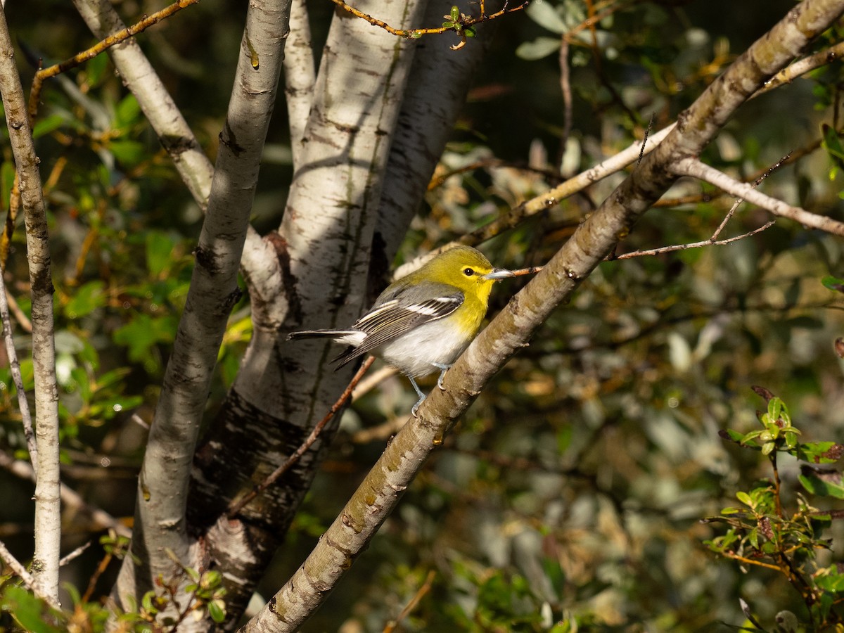 Viréo à gorge jaune - ML624287270