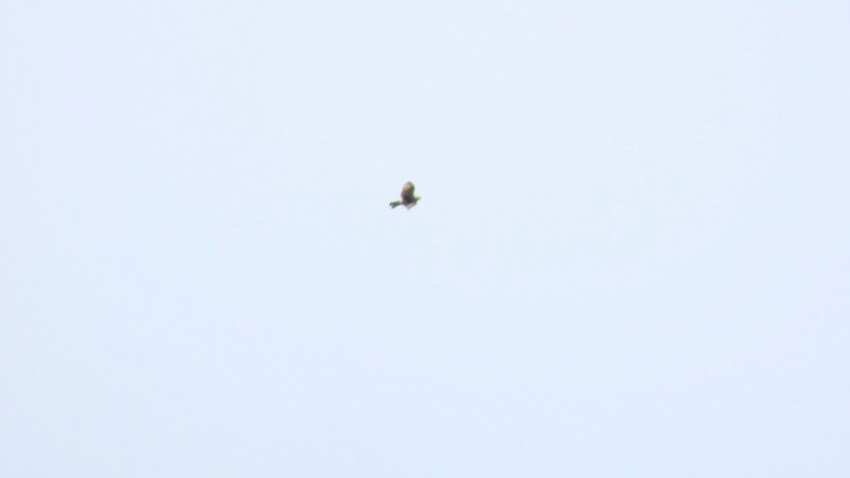 Eastern Buzzard - ML624287326