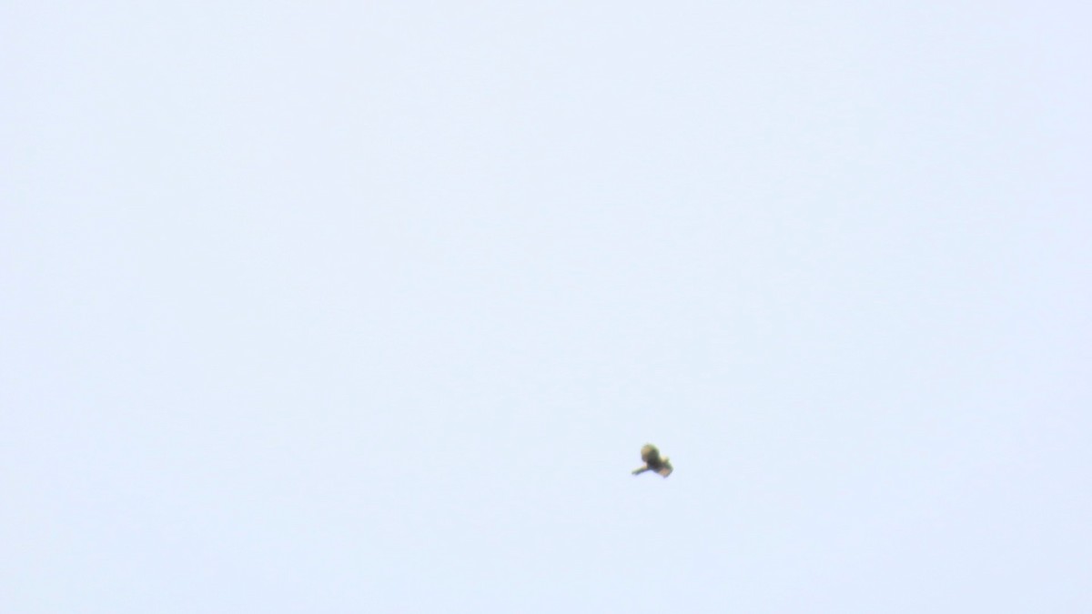 Eastern Buzzard - ML624287327