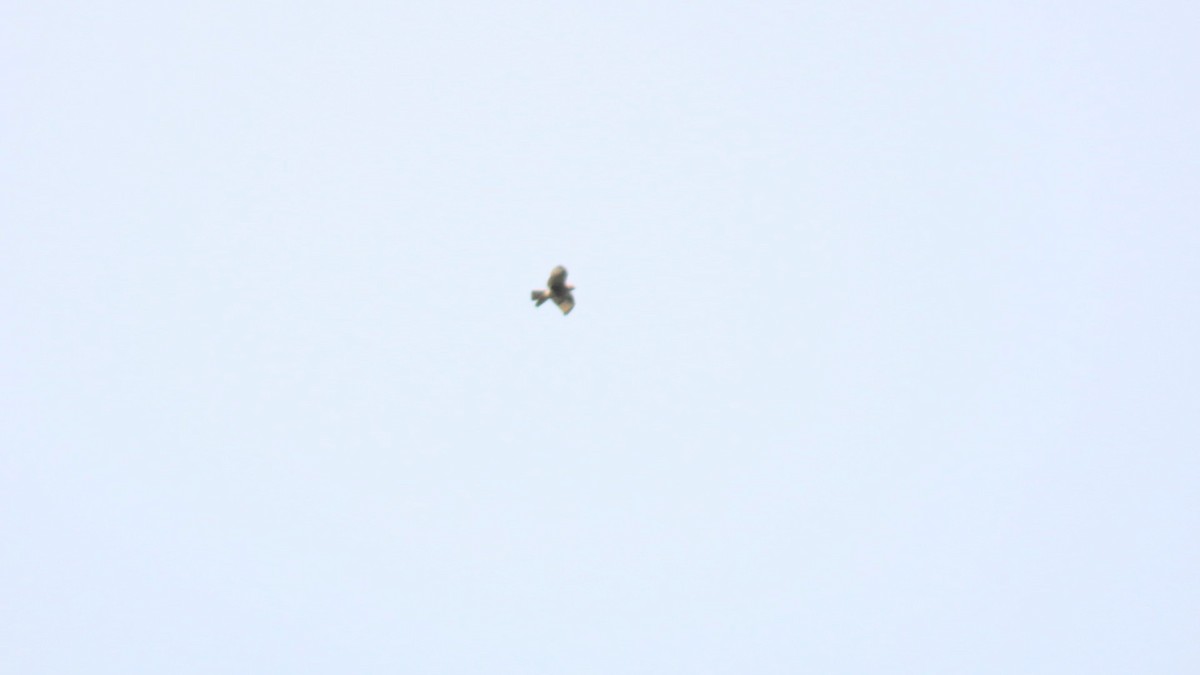 Eastern Buzzard - ML624287329