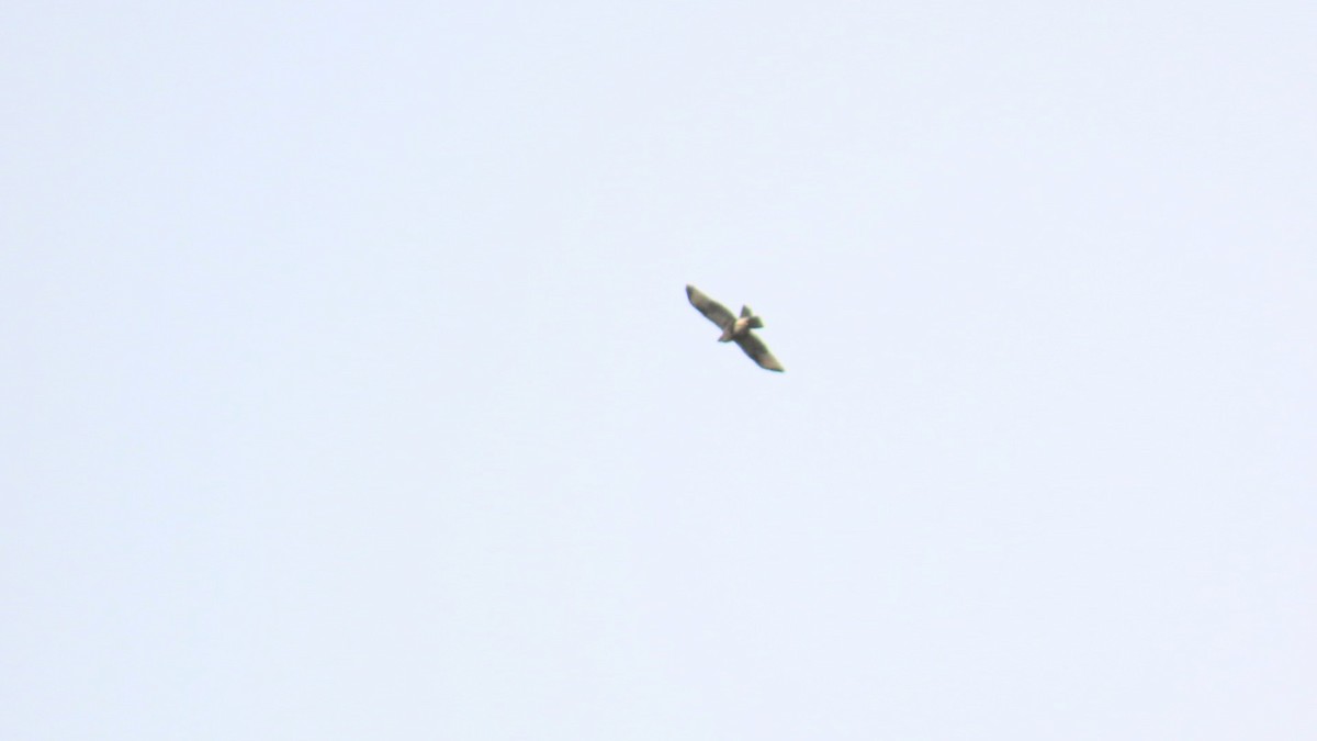 Eastern Buzzard - ML624287333