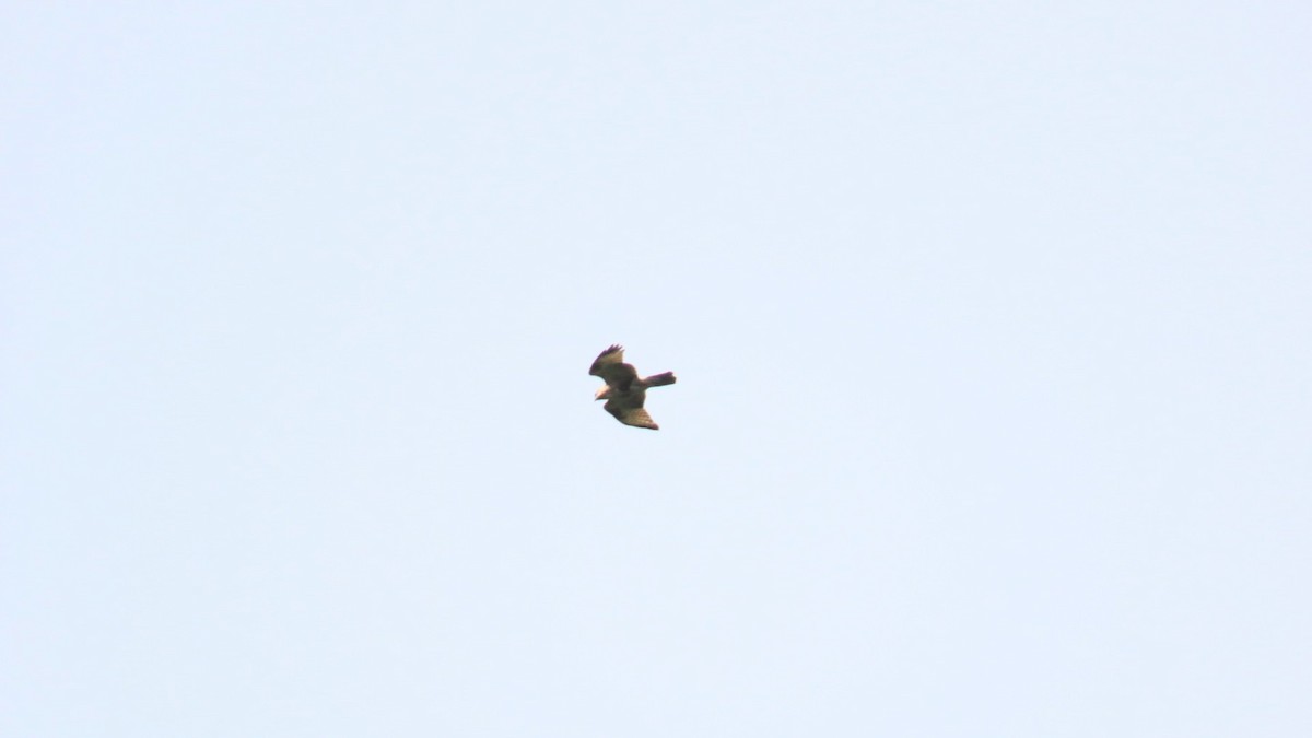 Eastern Buzzard - ML624287334