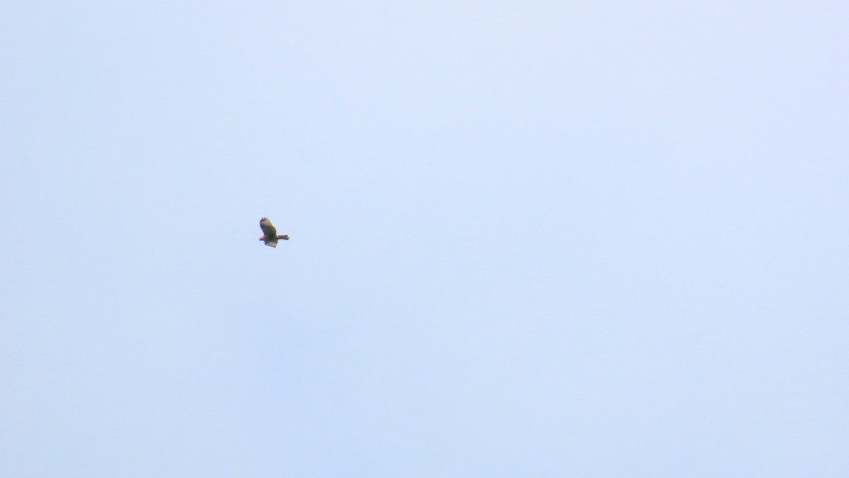 Eastern Buzzard - ML624287335