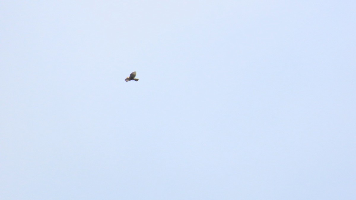 Eastern Buzzard - ML624287337