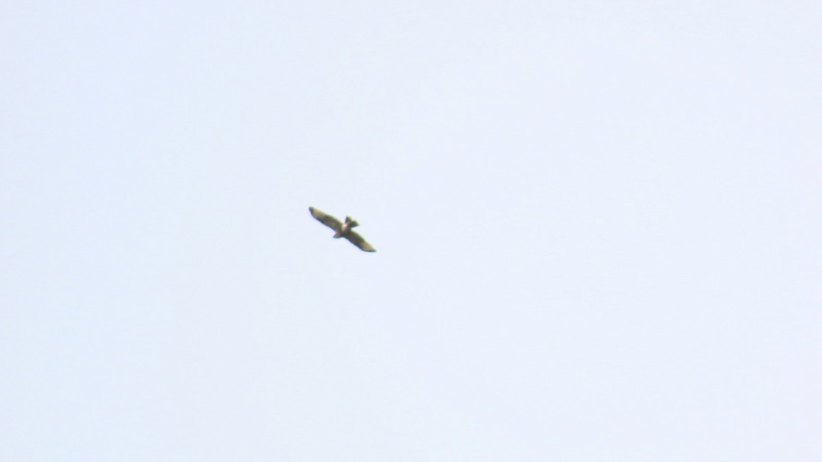 Eastern Buzzard - ML624287339