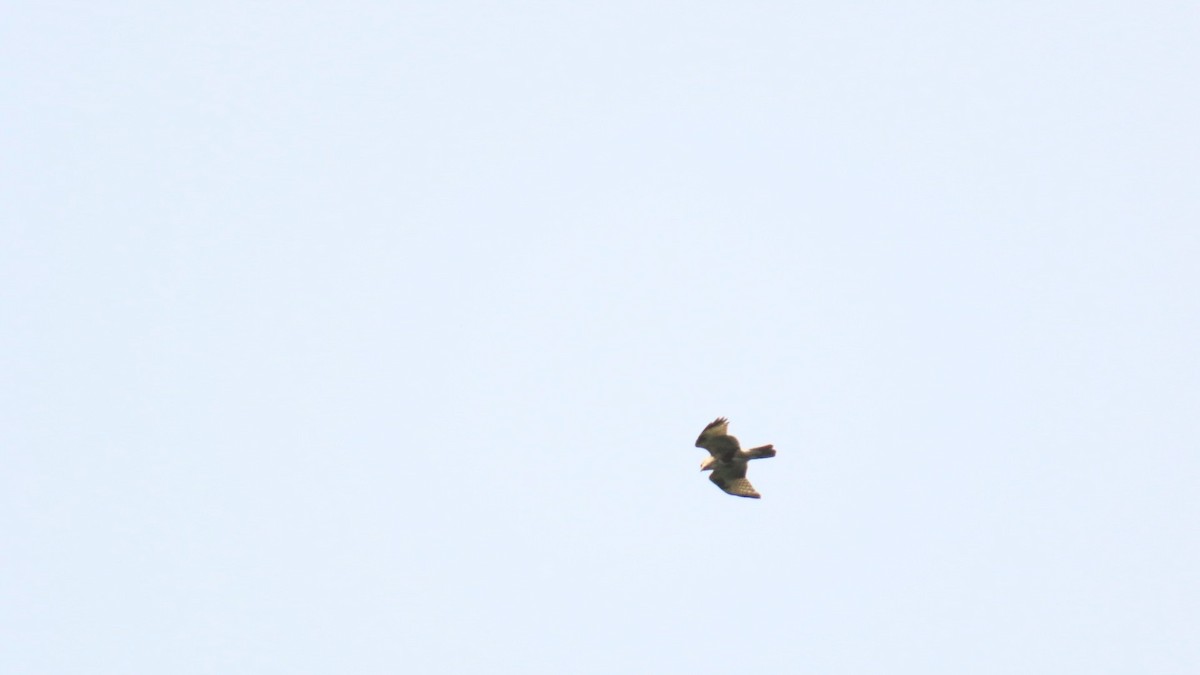 Eastern Buzzard - ML624287341