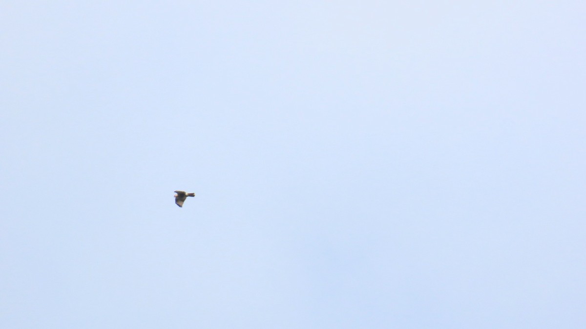 Eastern Buzzard - ML624287342