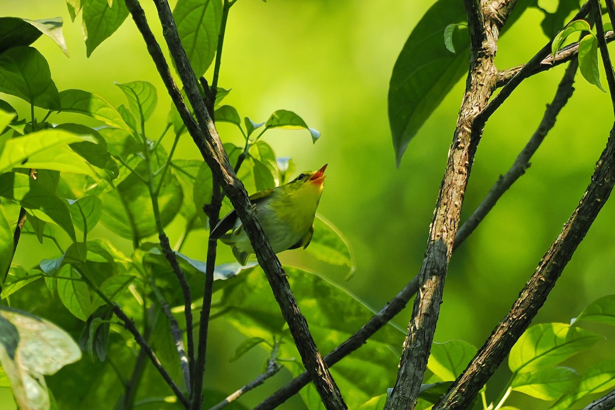 Yellow-vented Warbler - ML624287425