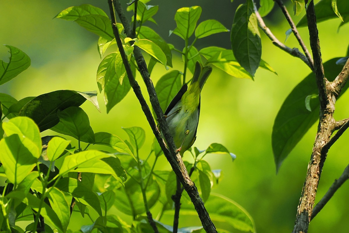 Yellow-vented Warbler - ML624287426